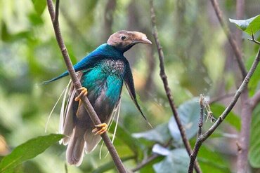 Moluccas: Wallace Standard Wing (Halmahera Bird of Paradise)