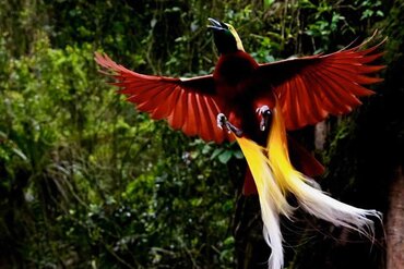  Red Bird of Paradise in Raja Ampat, Indonesia
