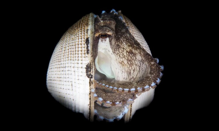  On a dive with Dive into Lembeh: Coconut Octopus