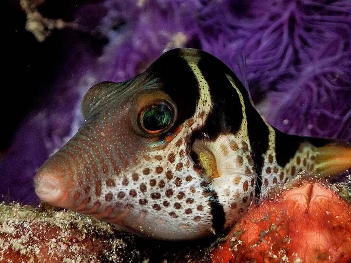 Moluccas, Sali Bay Resort: Pointed Head Puffer