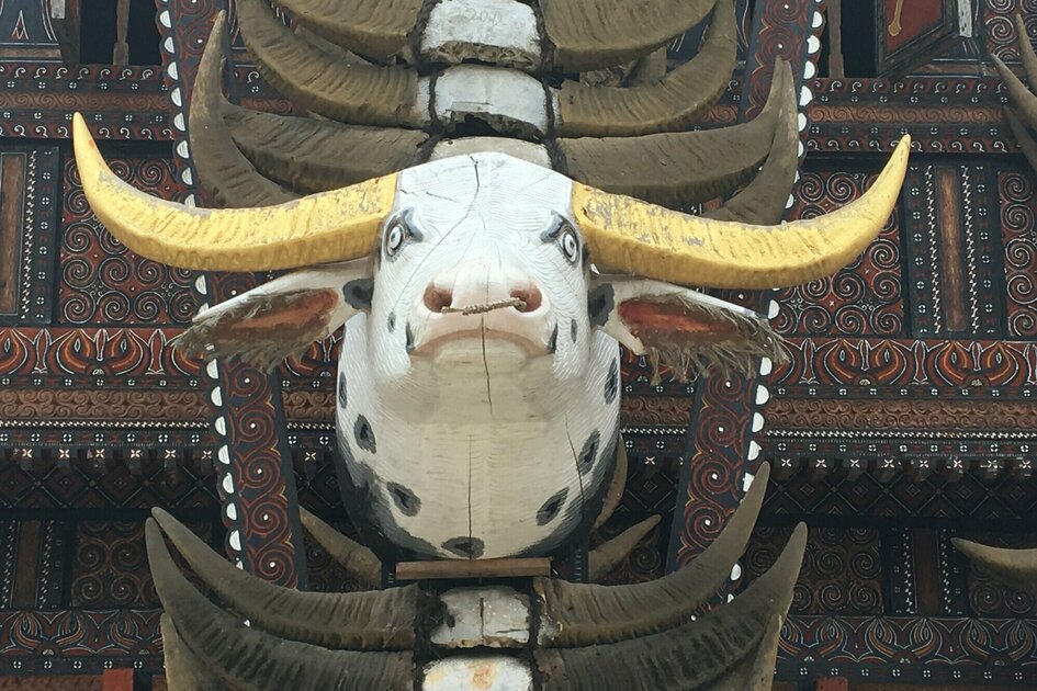 Sulawesi - Toraja Highlands: Buffalo head as house decoration