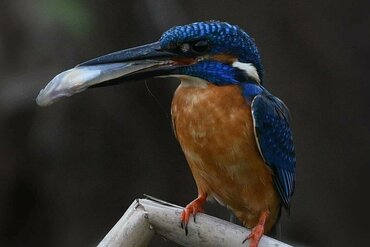 Molukken, Indonesien: Common Kingfisher (Alcedo atthis hispidoides)