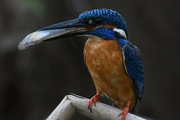 Moluccas, Indonesia: Common Kingfisher (Alcedo atthis hispidoides)