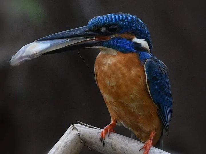 Molukken, Indonesien: Common Kingfisher (Alcedo atthis hispidoides)