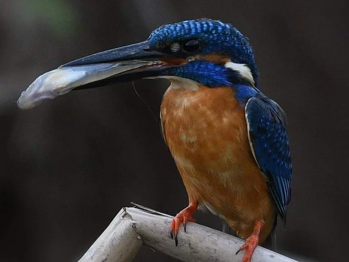 Moluccas, Indonesia: Common Kingfisher (Alcedo atthis hispidoides)