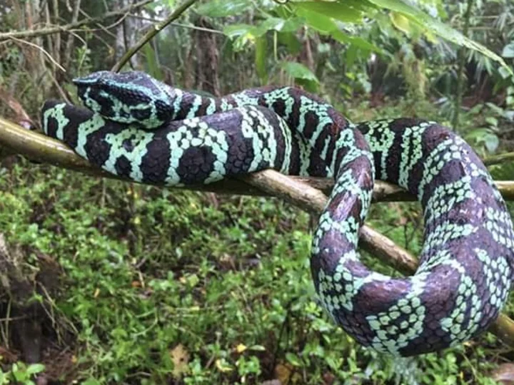 Sulawesi: Green Wagler Temple Viper (Tropidolaemus Laticinctus)