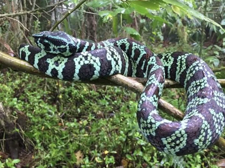 Sulawesi: Grüne Wagler Tempelviper (Tropidolaemus Laticinctus)