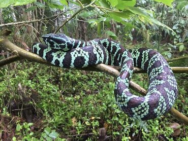 Sulawesi: Wagler's Temple Viper
