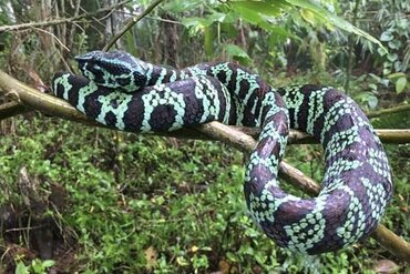Sulawesi: Grüne Wagler Tempelviper (Tropidolaemus Laticinctus)
