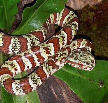 Sulawesi: Brown-patterned Waglers Viper (Tropidolaemus-laticinctus)