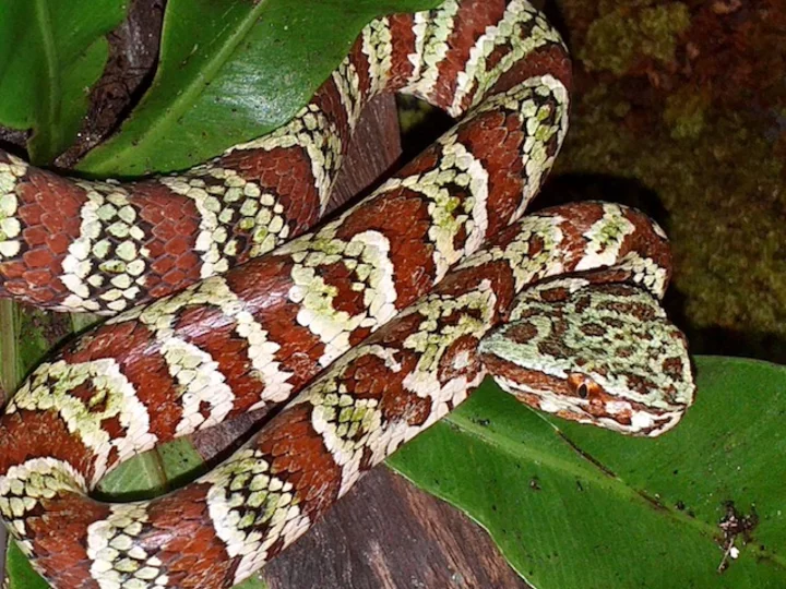 Sulawesi: Brown-patterned Waglers Viper (Tropidolaemus-laticinctus)