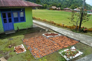 Molukken, Gewürzinsel Tidore: Zimttrocknung