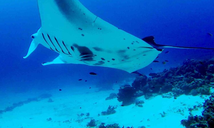 Korallendreieck, Indonesien: Manta in Raja Ampat