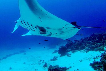  Coral Triangle, Indonesien: Manta in Raja Ampat