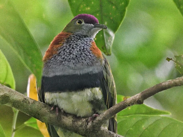  Superb Fruit Dove (Ptilinopus superbus)
