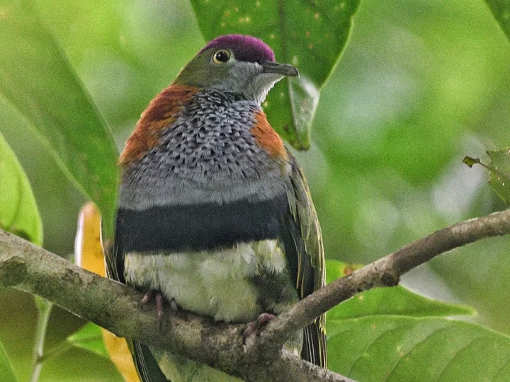 Superb Fruit Dove (Ptilinopus superbus)