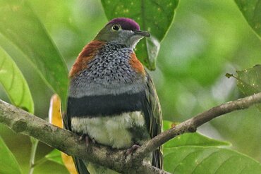  Superb Fruit Dove (Ptilinopus superbus)