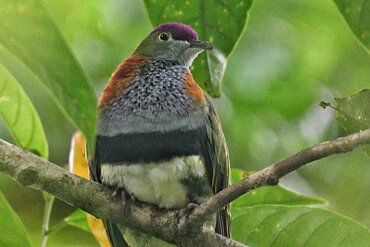 Superb Fruit Dove (Ptilinopus superbus)