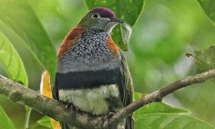  Superb Fruit Dove (Ptilinopus superbus)