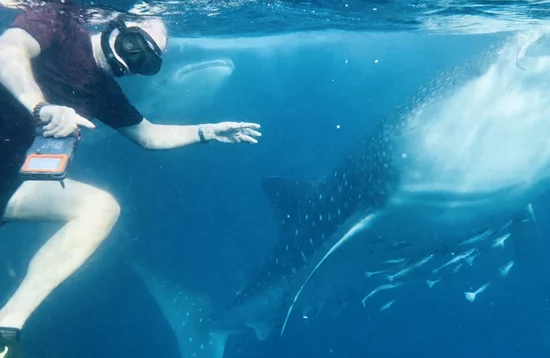 Whale sharks in Sumbawa, Indonesia