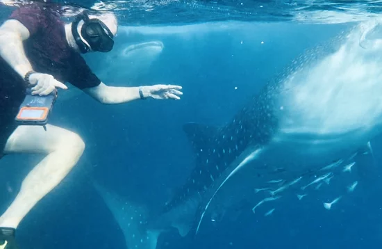 Whale Sharks in Sumbawa, Indonesien