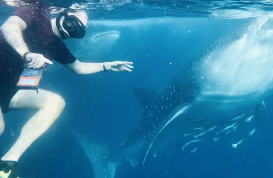 Whale sharks in Sumbawa, Indonesia