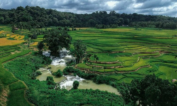 Indonesien, kleine Sundainsel Sumba: Reisfelder von Waikacura