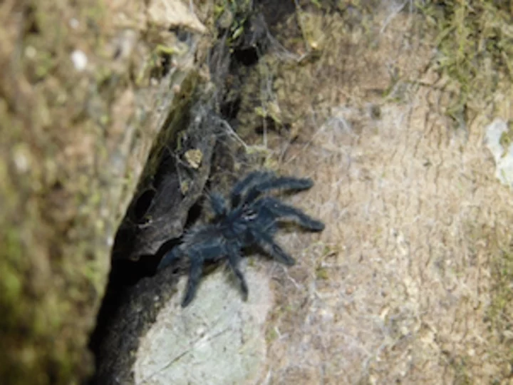 Sulawesi, Gunung Tatawiran: Baby Vogelspinne