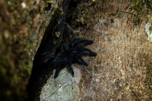  Sulawesi, Gunung Tatawiran: Baby bird spider 