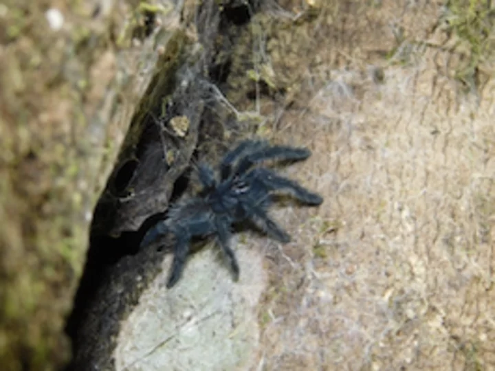  Sulawesi, Gunung Tatawiran: Baby bird spider 