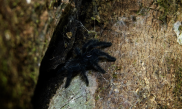  Sulawesi, Gunung Tatawiran: Baby bird spider 