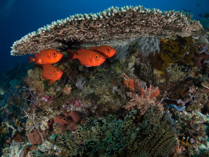 Rote Fische unter Korallen: Siladen Resort & Spa, Sulawesi