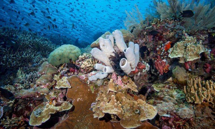  Colorful coral species and fish: on a dive with the Siladen Resort & Spa in Sulawesi, Indonesia