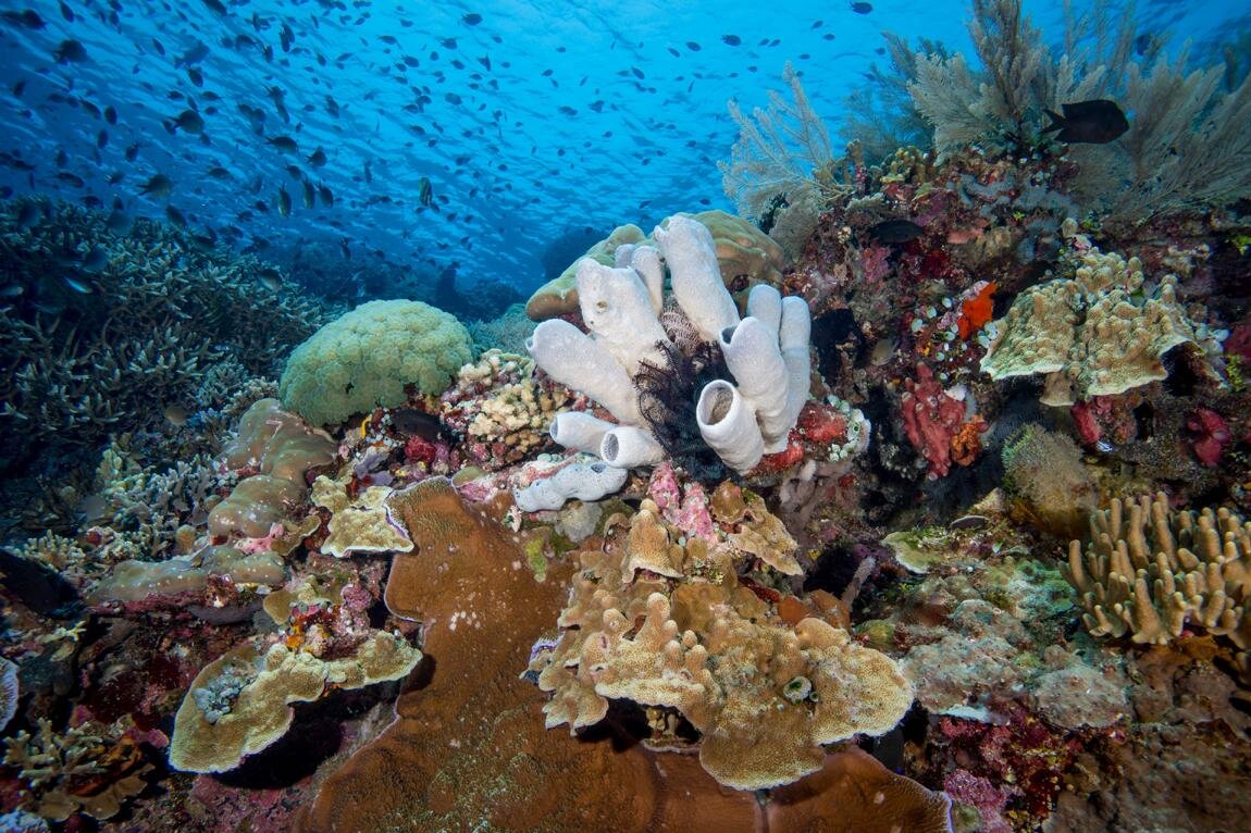 Bunte Korallenarten und Fisch: Auf Tauchgang mit dem Siladen Resort & Spa in Sulawesi, Indonesien