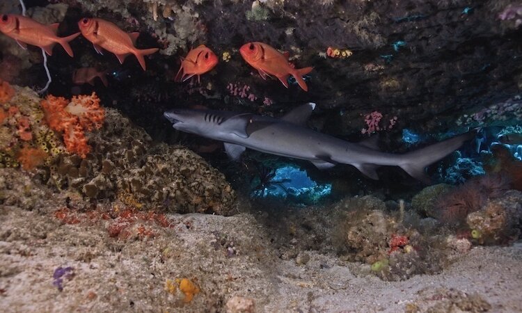  Sulawesi: Sea Souls Resort - Reef shark