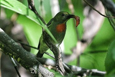 Moluccas, Indonesia: Halmahera Flowerpecker (Dicaeum schistaceiceps)