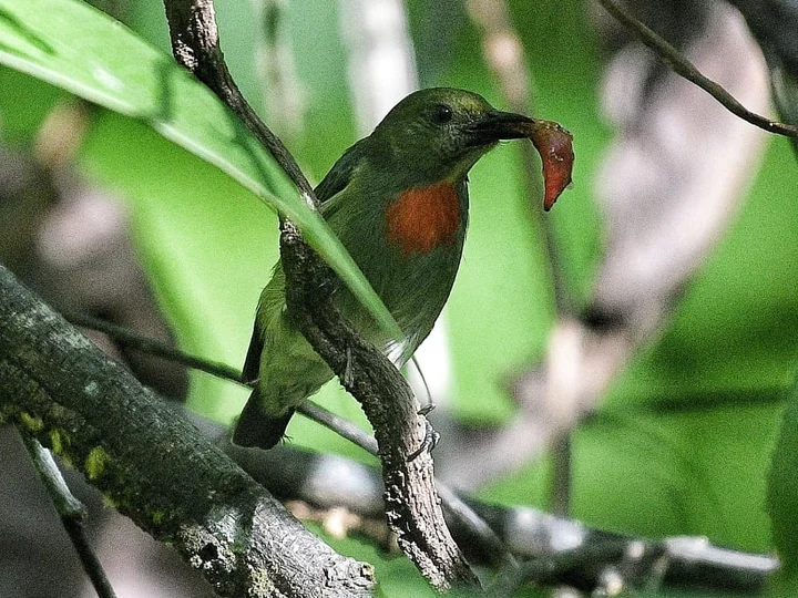 Moluccas, Indonesia: Halmahera Flowerpecker (Dicaeum schistaceiceps)