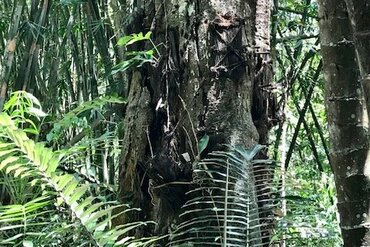  Sulawesi: Toraja baby graves