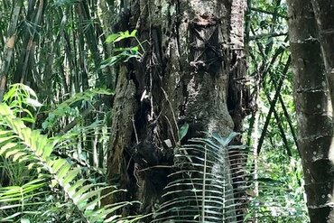 Sulawesi: Toraja Babygräber