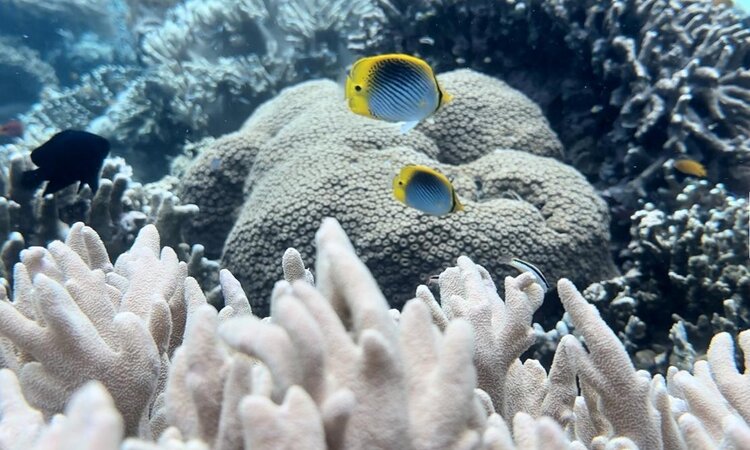 Indonesia, Moluccas: Underwater world around Morotai Island