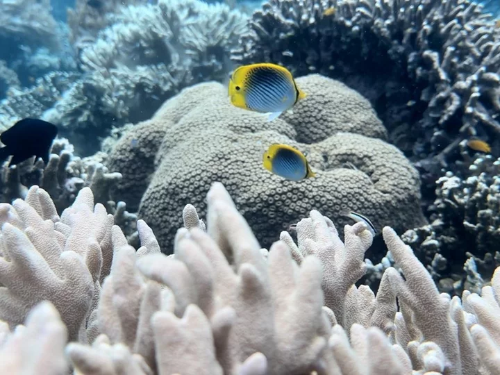 Indonesia, Moluccas: Underwater world around Morotai Island
