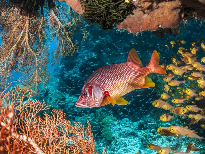 Red and white fish with school of fish in fern coral, Raja Ampat