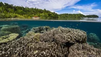 Raja Ampat, Indonesien: Zwischen Dschungel und Korallen