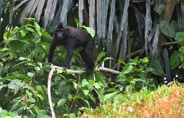 Sulawesi, Tangkoko Nationalpark: Black Crested Macaque