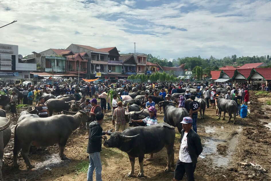 Sulawesi - Toraja Hochland: Büffelmarkt