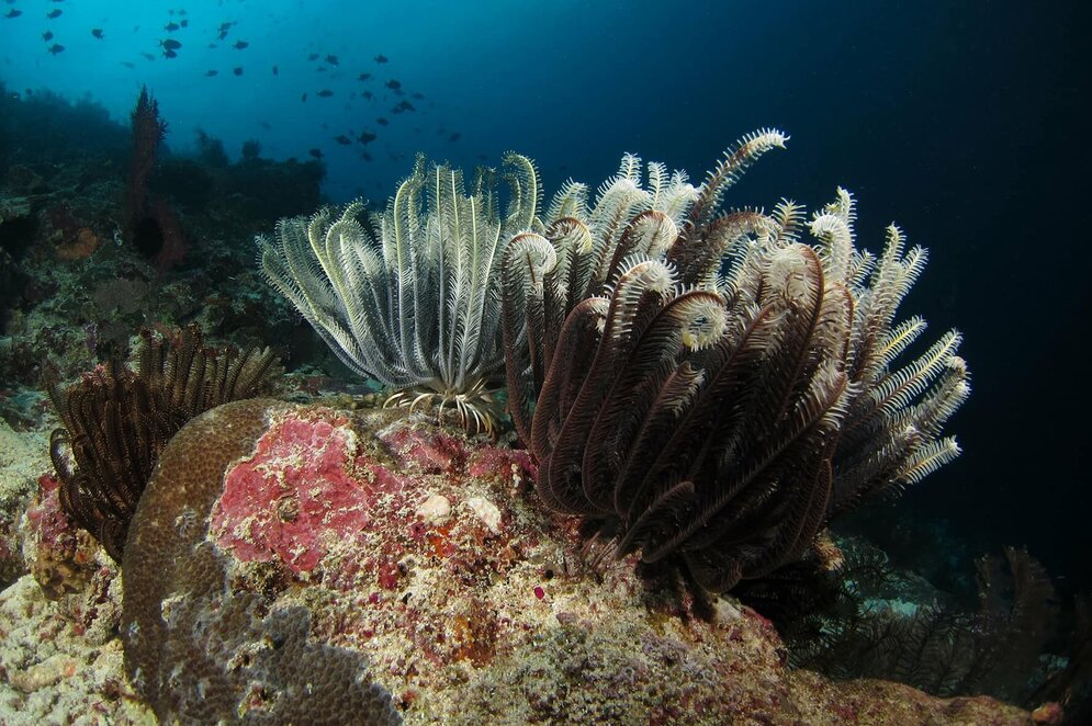 Korallendreieck Indonesien Unterwassergarten