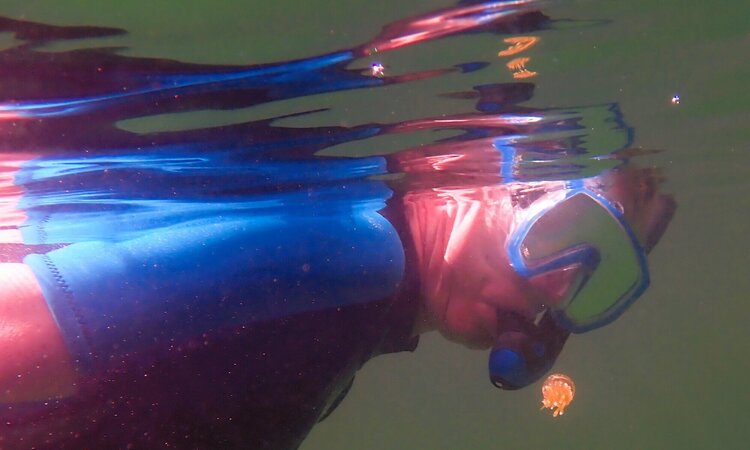 Jellyfish Lake in Indonesia East of the Wallace Line
