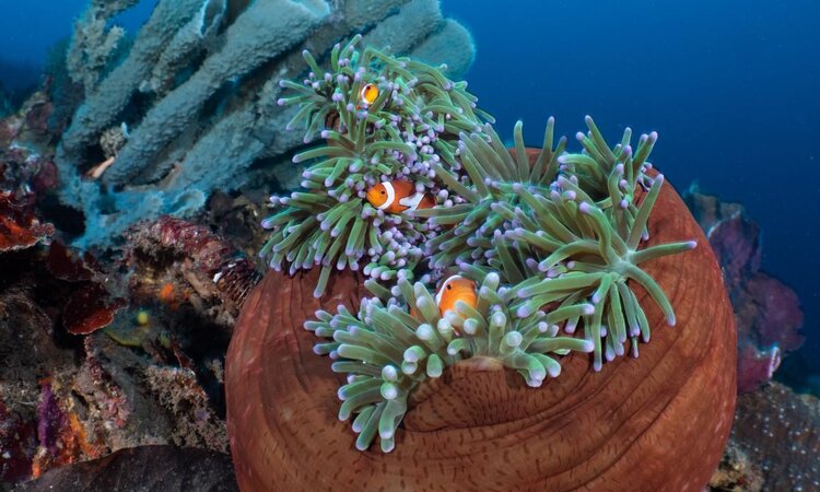 Clownfish in Anemone: Murex Resort Bangka