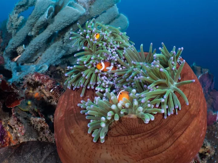Clownfish in Anemone: Murex Resort Bangka