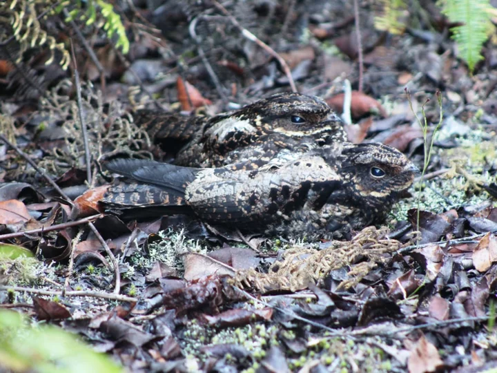 Sulawesi Satanic Nightjar, also: Heinrich's Nightjar (Eurostopodus diapolicus)